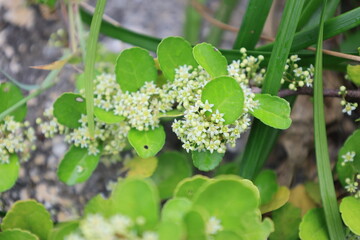 白い小さな花を咲かすハリツルマサキ