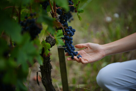 Winemaker woman picking up harvest grapes for wine production