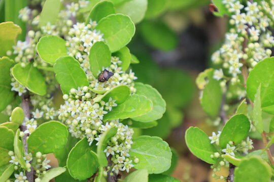 白いハリツルマサキの花の上にとまるマルシラホシカメムシ