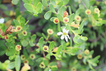 開花した白いミズガンピの花のアップ