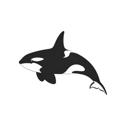 Majestic Killer Whale Swimming Gracefully in Ocean Waters.