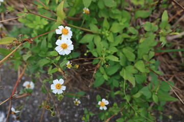 開花した白いタチアワユキセンダングサの花