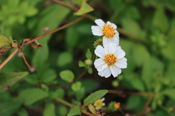 開花した白いタチアワユキセンダングサの花