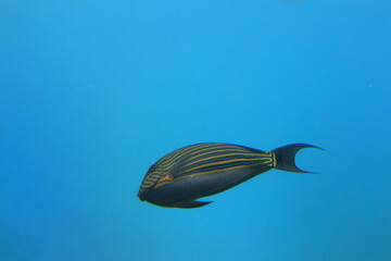 青い海を泳ぐ1匹のニジハギ