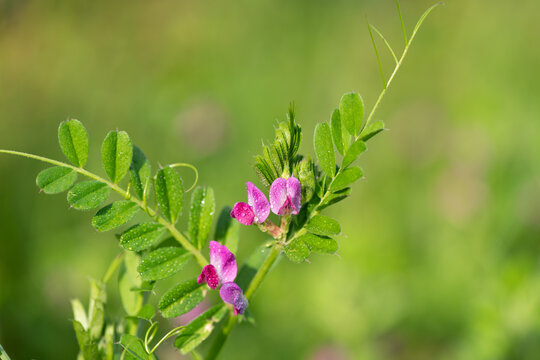 Close up of common vetch (vicia sativa) flowers in bloom