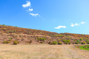 Dry summer hillside with sparse shrubs in stretches under blue sky. Earthy tones and gentle slopes create a calm, open landscape in bright daylight