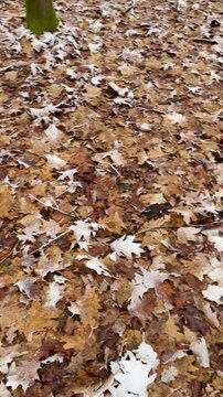 mossy tree roots on forest floor, naturalist kneeling to inspect textured bark and green growth, leaf litter and small snow patches, damp earthy atmosphere Vertical, taken on the mobile device.