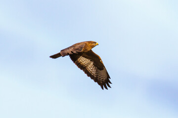 Bussard