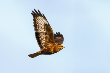 Bussard