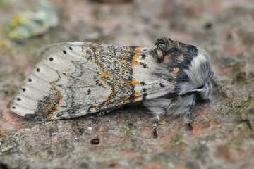 Detailed closeup on a white striped sallow kitten moth, Furcula furcula, sitting on wood