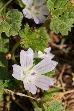 Closeup on the white flowers of the cheeseweed, dwarf or roundleaf mallow plant, Malva neglecta