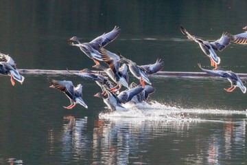 Graug&auml;nse im Landeanflug