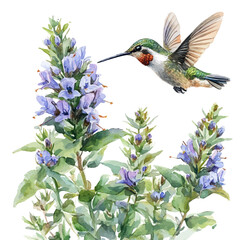 Fototapeta premium Hummingbird Mint Flower, watercolor illustration vector, isolated on a white background.
