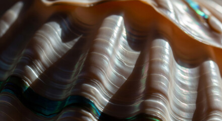 Extreme close-up detail of a white seashell surface featuring rhythmic vertical ridges and gentle wavy patterns