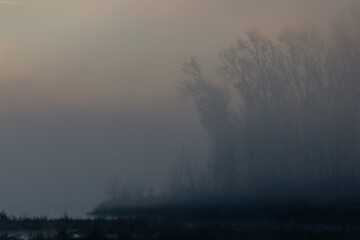 Early morning fog in a swamp with trees