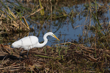 Egret patiently hunting in the reeds 