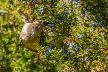 Cedar Waxwing perched on a juniper tree to feed on juniper berries, Ontario, Canada.