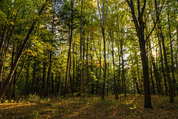 Dundas Valley Conservation Area fall trail with red, yellow and green leaves in the sun in middle autumn season.