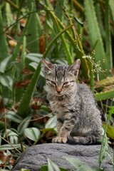 Portrait of a Tender Stray Cat in Nature