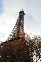 Rising Above the Canopy