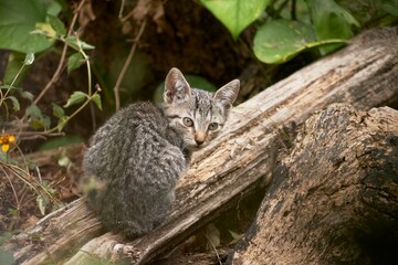 Fototapeta premium Portrait of a Small Cat Looking at the Camera in the Forest