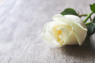 a white rose, with negative space