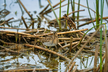 Snipe in pond