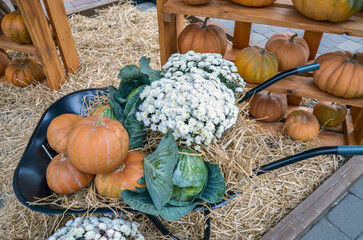 Autumnal display features a black wheelbarrow filled with various orange pumpkins, green cabbages, and a large bunch of white chrysanthemums, all set against a backdrop of straw and wooden shelves