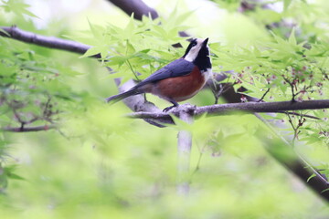 春の野に見つけた野鳥のヤマガラ
