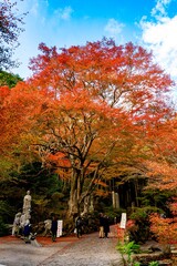 両子寺の紅葉