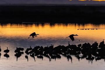 Fototapeta premium Sandhill cranes (antigone canadensis) taking flight at sunrise in Southern AZ