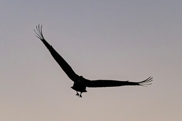 Fototapeta premium Sandhill cranes (antigone canadensis) taking flight at sunrise in Southern AZ