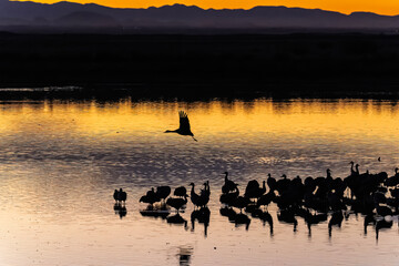 Fototapeta premium Sandhill cranes (antigone canadensis) taking flight at sunrise in Southern AZ