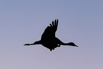 Fototapeta premium Sandhill cranes (antigone canadensis) taking flight at sunrise in Southern AZ