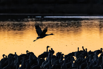 Fototapeta premium Sandhill cranes (antigone canadensis) taking flight at sunrise in Southern AZ