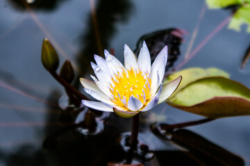 lotus flower in the pond