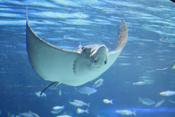 水族館の魚たち