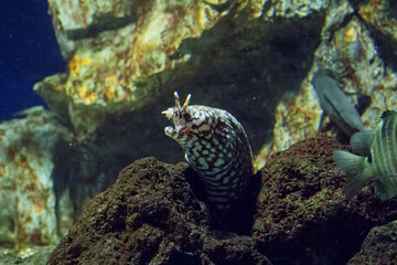 水族館の魚たち
