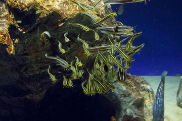 水族館の魚たち