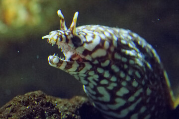 水族館の魚たち