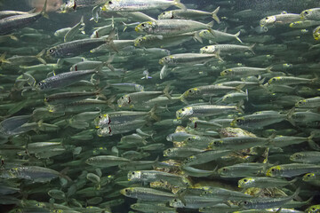 水族館の魚たち