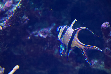 水族館の魚たち