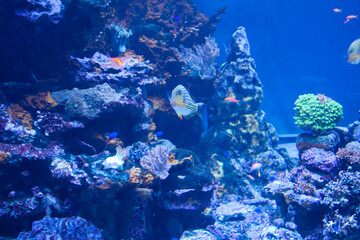 水族館の魚たち