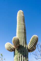 Saguaro National Park