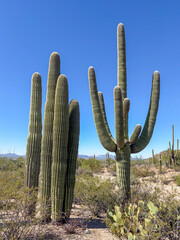 Saguaro National Park