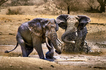 Fototapeta premium Elephants splashing water in a parched landscape near Ngorongoro, Tanzania
