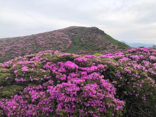Obraz premium 平治岳のミヤマキリシマ 写真素材