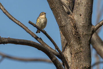 Yellow-rumped warbler perched in a tree.