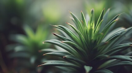 Fototapeta premium Close-up Macro Shot of a Lush Green Plant Sprout.