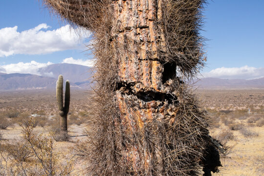 old cactus in the desert